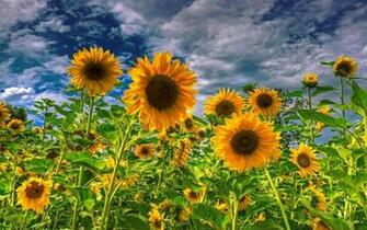 Sunflower Field Wallpaper Beautiful Flowers Pictures