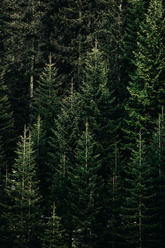 Green Forest With Pine Trees Photo Plant Image
