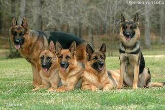 Dogs Animal Planet Police