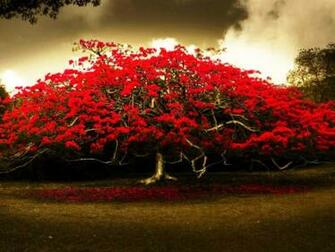 Red Flowers Tree HD Wallpaper Cute