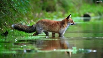 Red Fox Wallpaper Photo Desktop