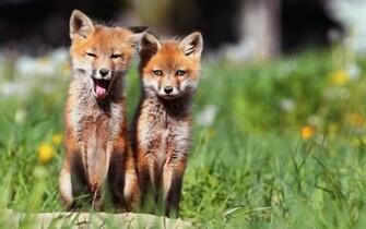 Fox Pictures Dowload Desktop Funny Wallpaper