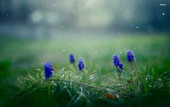 Hyacinth Wallpaper