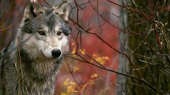 Wolf Wallpaper
