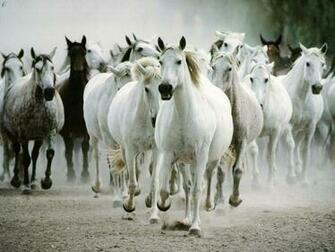 Running Horse Wallpaper White Horses For Desktop