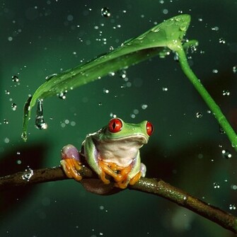 Tree Frog iPad Background Best Wallpaper