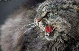 Funny Angry Cats Background Wallpaper