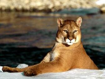 Cougar Wallpaper Animals Town