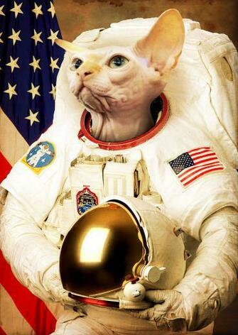 Astronaut Cat By Bakus Design