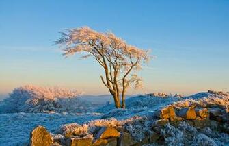 Mobile Wallpaper And Screensavers Landscapes