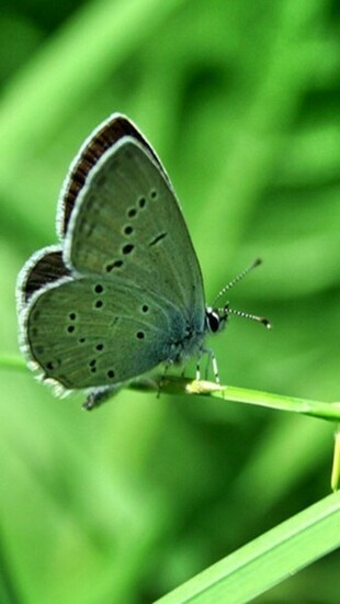 Green Butterfly Wallpaper