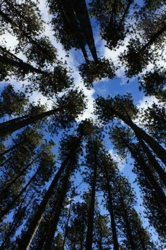 Tall Forest iPhone HD Wallpaper