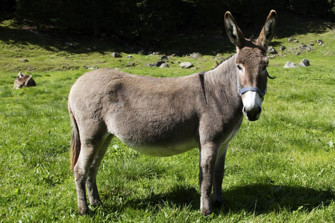 Donkey Wallpaper