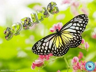 Spring Butterfly Picture Wallpaper In Resolution