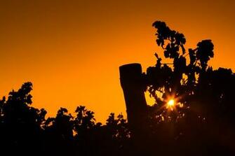 Sunrise At The Vineyard Kyc