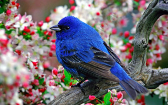 Animals Nature Birds Wallpaper HD