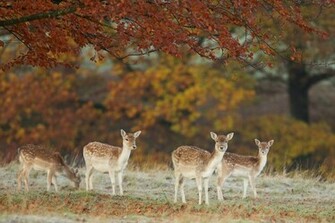 Beautiful Wallpaper Deer