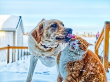 Hq Cat And Dog Pictures Image