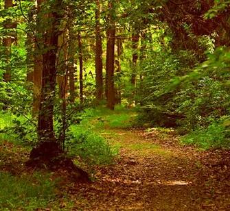 Walk In The Woods Wallpaper