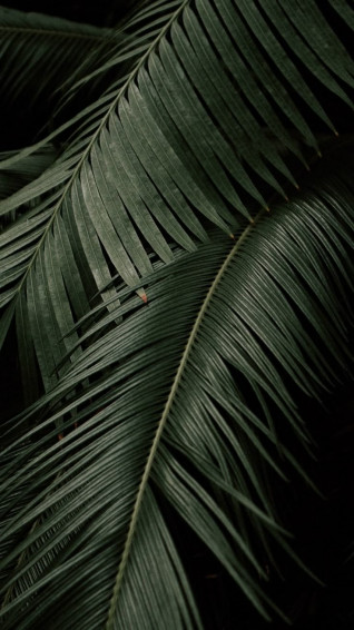 Palm Leaves Wallpaper