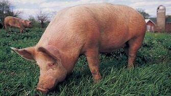 Pig Farmers Will Be Able To Generate Offsets For Carbon Credits