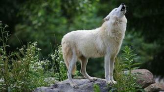 White Wolf Wallpaper