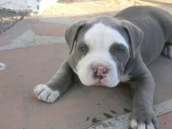 Pitbull Dog Puppy HD Wallpaper Dogs Image