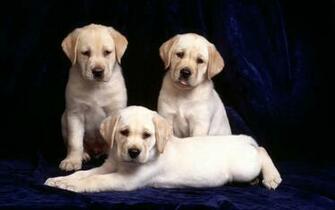 Yellow Lab Puppies Desktop Wallpaper