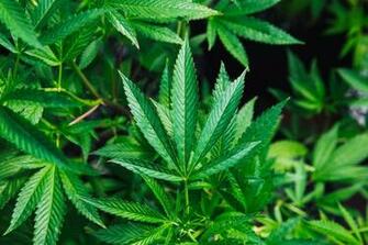 Cannabis Pictures Image