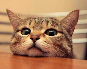 Cute Cat Desktop Pc And Mac Wallpaper