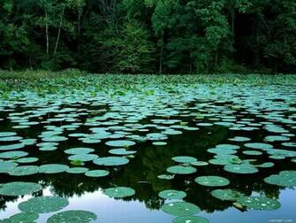 Trees Lake Lily Pads Desktop Wallpaper