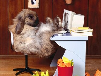 Bunny Wallpaper Rabbits