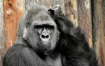 Url Zastavki Eng Animals Monkeys Wallpaper Htm