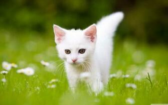 White Kitten Wallpaper Top Background