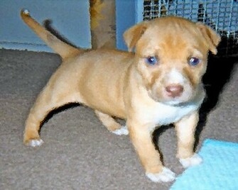 Blue Eye Red Nose Pitbull By 187er Desktop Wallpaper