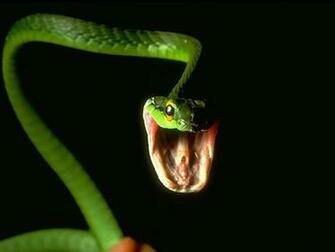 Snakes Wallpaper