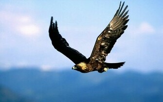 Eagle Flying Wallpaper