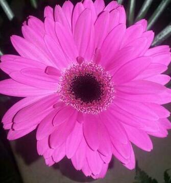 Pin Hot Pink Gerber Daisy HD Desktop Wallpaper High Definition On