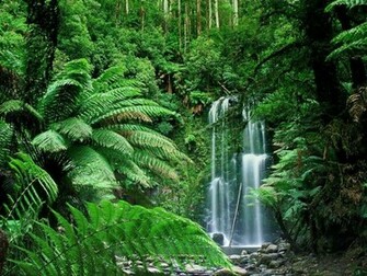 Nature Wallpaper Tropical Forest I Celebes