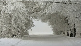Winter Landscape Trees In The Snow Wallpaper