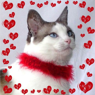 Custom Fitted Boa Pet Collar Whiskerkisses S M L
