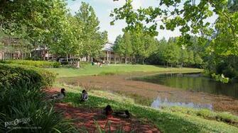 Wallpaper Landscape Bayou Alligator Image Desktop Orleans