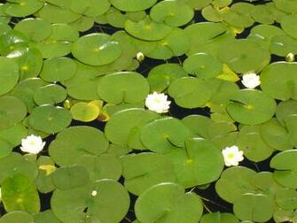 Lily Pad Wallpaper