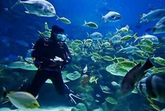 Scuba Diving Wallpaper X HD