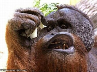 Funny Monkey Tattoos Cool HD Wallpaper