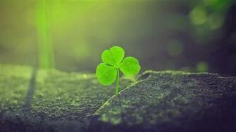 Clover Live Wallpaper For Android Apk
