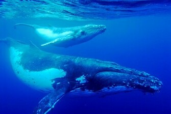 Source Url Smscs Photo Humpback Html