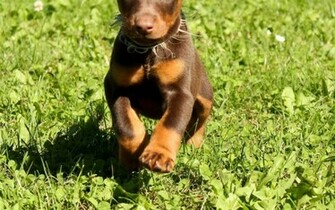 Doberman Wallpaper Weddingdressin