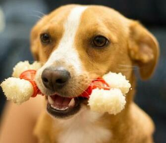 Dog Wallpaper Cool Animals HD Image