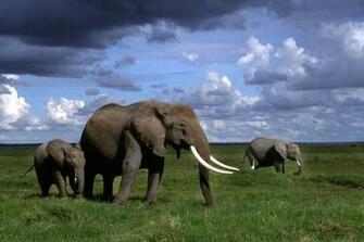 African Animal Wallpaper Pictures